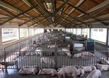 Veterinary Biotechnology Veterinary Biotechnology