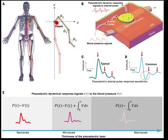 carotid pulse wave